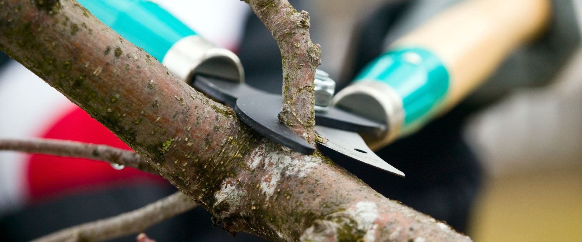 Small branch trimming