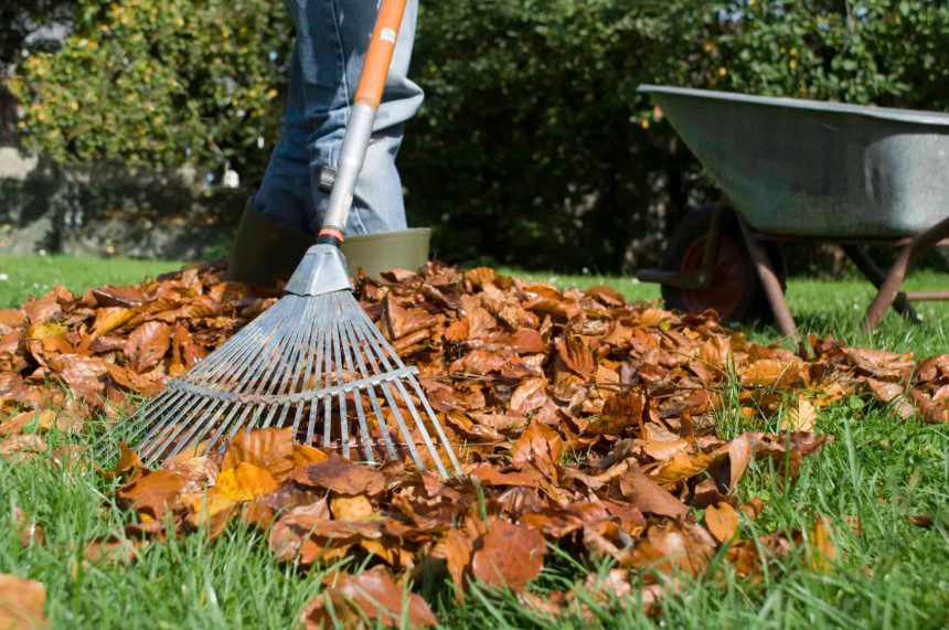 Leaf cleanup